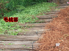 保山毛桃苗多少錢一顆啊| 毛桃苗圖片| 毛桃苗怎么培育圖1