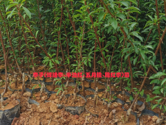 玉溪半邊紅李子樹苗 |五月脆李子苗價格| 脆紅李李子苗批發(fā)圖2