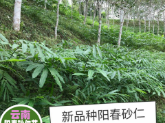 紅河元陽春砂仁多少錢一斤| 砂仁苗種植育苗出售|砂仁苗采購圖2