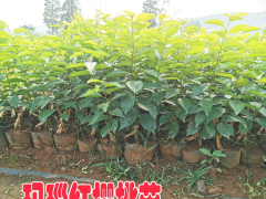 重慶瑪瑙紅櫻桃樹苗 |瑪瑙紅櫻桃種植技術(shù)| 瑪瑙紅櫻桃苗好吃嗎圖2