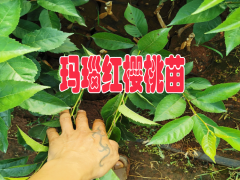 紅河瑪瑙紅櫻桃苗幾月份包壓條苗適合 |貴州瑪瑙紅櫻桃苗| 瑪瑙紅櫻桃苗好吃嗎圖1