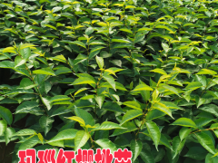 重慶瑪瑙紅櫻桃樹苗 |瑪瑙紅櫻桃種植技術(shù)| 瑪瑙紅櫻桃苗好吃嗎圖1