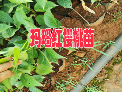 紅河瑪瑙紅櫻桃苗幾月份包壓條苗適合 |貴州瑪瑙紅櫻桃苗| 瑪瑙紅櫻桃苗好吃嗎圖2