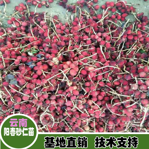 綿陽(yáng)江油砂仁苗批發(fā)價(jià)格| 正宗陽(yáng)春春砂仁苗|四川砂仁苗