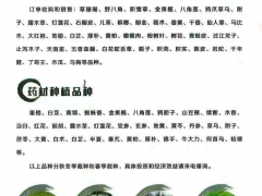 文山麻栗坡續(xù)斷苗圖片 續(xù)斷長什么樣？ 續(xù)斷價格圖1
