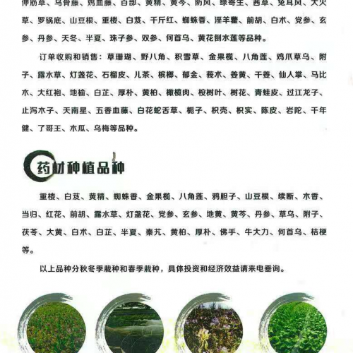 文山麻栗坡續(xù)斷苗圖片 續(xù)斷長什么樣？ 續(xù)斷價格
