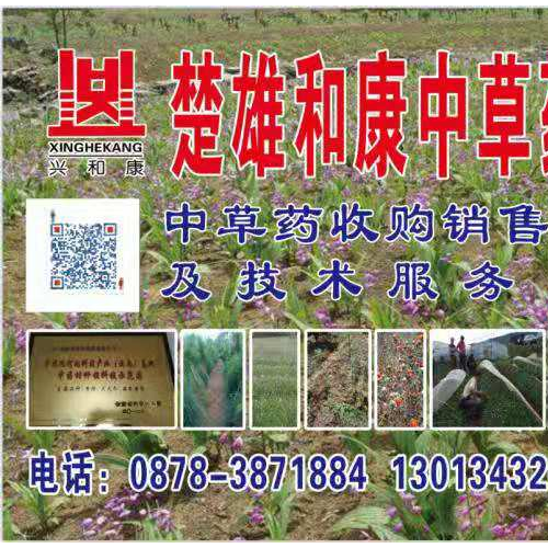 文山麻栗坡續(xù)斷苗圖片 續(xù)斷長什么樣？ 續(xù)斷價格