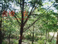 保山騰沖紅豆杉有幾個品種| 收購紅豆杉苗 紅豆杉苗木基地圖3