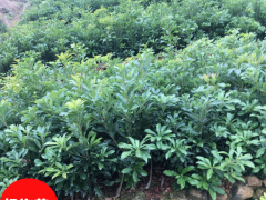 麗江華坪楊梅苗基地| 楊梅苗的價(jià)格 楊梅苗木圖2