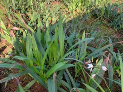 迪慶白芨苗基地批發(fā)價(jià)| 德宏白芨苗怎么樣 哪里買白芨苗圖1