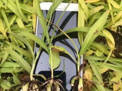 迪慶白芨苗基地批發(fā)價(jià)| 德宏白芨苗怎么樣 哪里買白芨苗圖2