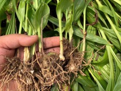 迪慶白芨苗基地批發(fā)價(jià)| 德宏白芨苗怎么樣 哪里買白芨苗圖3