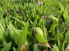 德宏蘭州白芨苗供應(yīng)| 白芨苗怎么栽 白芨苗哪里有賣(mài)圖1
