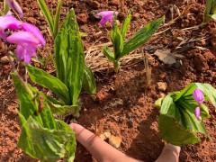 德宏蘭州白芨苗供應(yīng)| 白芨苗怎么栽 白芨苗哪里有賣(mài)圖2