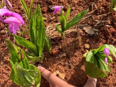 德宏蘭州白芨苗供應(yīng)| 白芨苗怎么栽 白芨苗哪里有賣(mài)圖3