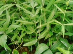保山黃精苗圖片| 黃精苗移栽佳時(shí)間 黃精苗怎么做好吃圖2