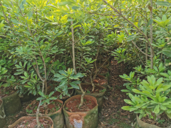 昆明石林東魁楊梅苗| 楊梅苗的價(jià)格 楊梅苗基地圖3