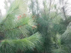 貴陽80公分雪松小苗價格| 雪松苗木種植基地 雪松苗木價格參圖3