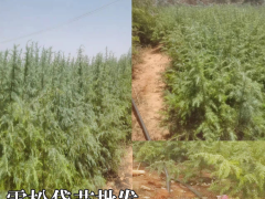 昆明雪松樹苗價格多少錢一棵 雪松苗木價格 80公分雪松圖1