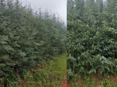 貴陽80公分雪松小苗價格| 雪松苗木種植基地 雪松苗木價格參圖2