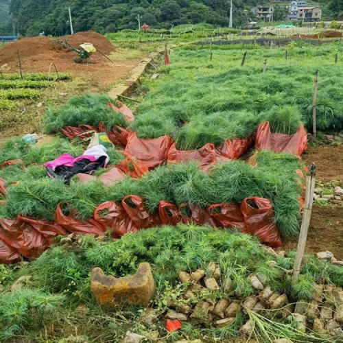 松樹 云南華山松 米徑5厘米華山松苗價(jià)錢
