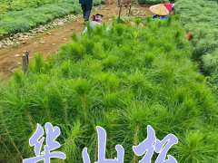 米徑2cm華山松苗價(jià)格 華山松的種植時(shí)間和方式圖2