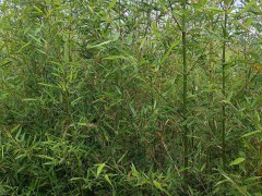 綠化種植苗圖1