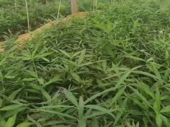 黃精高產(chǎn)栽培技術(shù) 黃精苗價格株  黃精苗價格表 川黃精苗價格圖2