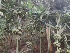 黃精的播種時(shí)間  保山黃精苗公司-貴陽(yáng)黃精苗公司-黃精苗公司圖1