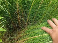 米易濕地松苗哪里有賣(mài) 濕地保護(hù)法| 濕地松苗多少錢(qián)一株圖3