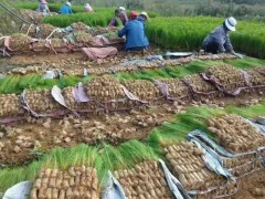 峨邊三門(mén)峽濕地松苗多少錢(qián)一棵 | 濕地松苗什么地方有圖3