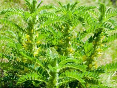 果蔬對運輸?shù)幕疽蠹肮吆喴踪A藏法圖1