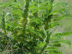 白芨種植條件和方法？白芨種子多少錢一斤？2020年鮮白芨價格圖1
