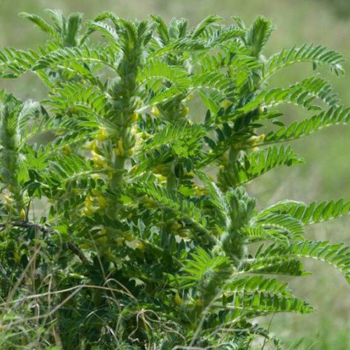白芨種植條件和方法？白芨種子多少錢一斤？2020年鮮白芨價(jià)格