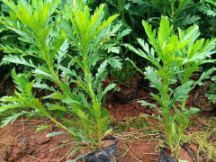 黃金枸骨_小苗哪價錢多少?種植要求是什么?圖2