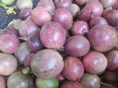 冬棗苗怎么樣?哪里適合種植圖1