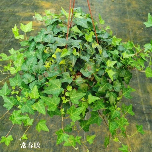結(jié)香花（又稱愛情樹）多少錢一棵？