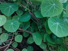 外國(guó)晚櫻與云南昆明櫻花樹有什么不同?價(jià)錢怎么樣?圖3