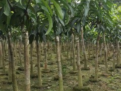 高熱量食物的紅梨價錢大概多少錢一斤？它的原產(chǎn)地在哪兒？種類有什么？種植前景怎樣？圖2