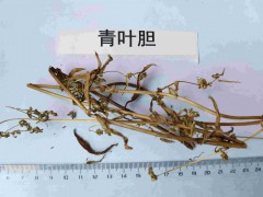 青葉膽圖1