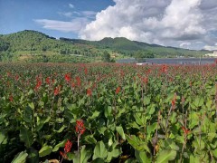 云浮芭蕉芋多少錢一噸 四川芭蕉芋回收價格 芭蕉芋淀粉新價格圖1