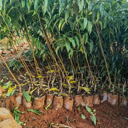 高熱量食物的紅梨價錢大概多少錢一斤？它的原產(chǎn)地在哪兒？種類有什么？種植前景怎樣？