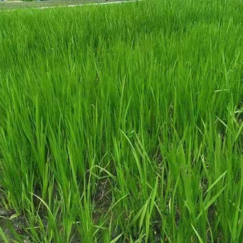 芍藥苗行情_今日多少錢一棵？怎么種植能賺錢