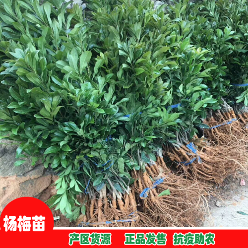 現(xiàn)在種植百香果前景怎樣？百香果種植前景分析