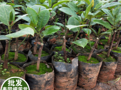 甜葉菊價(jià)格甜葉菊有什么功效甜葉菊泡水喝的功效圖1