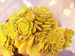 哪里有賣白芍種苗 白芍種苗一棵多少錢圖3