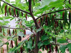 龍眼種植產(chǎn)量技術?龍眼價格多少錢一斤？圖2