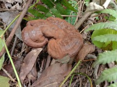 龍眼種植產(chǎn)量技術?龍眼價格多少錢一斤？圖3