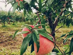 蒜苔市場價(jià)多少錢一斤？蒜苔批發(fā)*多少錢圖3