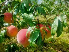 現(xiàn)在山竹價(jià)格大概多少錢一斤？種植條件有哪些？圖2
